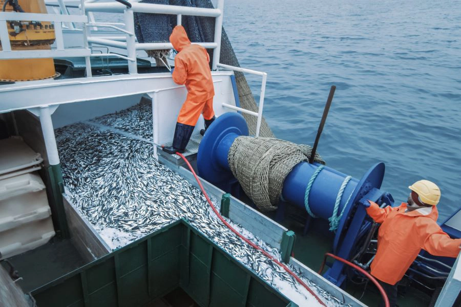 Crew of Fishermen Open Trawl Net with Caugth Fish on Board of Commercial Fishing Ship